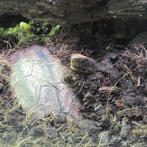 chinese 3 striped box turtle barcelona zoo