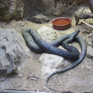 montpellier snake barcelona zoo
