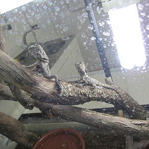 juvenile frilled lizards barcelona zoo