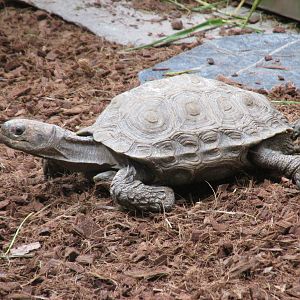 asian brown tortoise  barcelona zoo