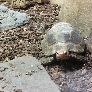 elongated tortoise barcelona zoo