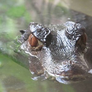cuvier?s dwarf caiman barcelona zoo