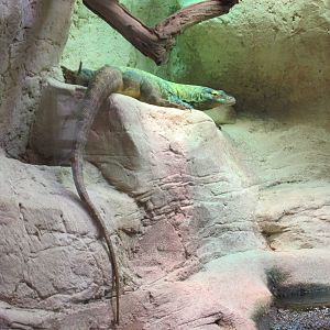 komodo monitor barcelona zoo