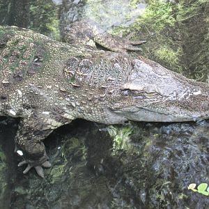 siamese crocodile barcelona zoo