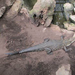 salt water crocodile barcelona zoo
