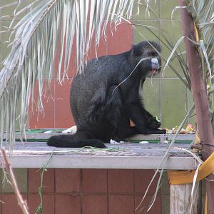Greater spot nosed monkey or putty nosed guenon barcelona zoo