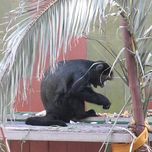 Greater spot nosed monkey or putty nosed guenon barcelona zoo
