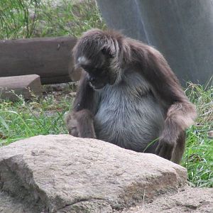 brown spider monkey barcelona zoo