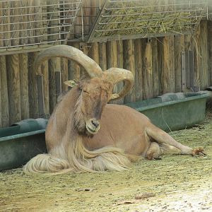libyan barbary sheep barcelona zoo