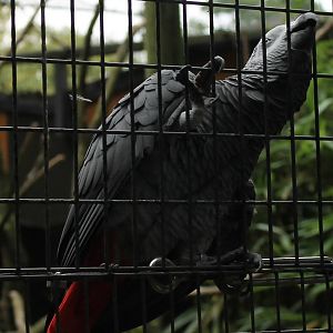 African grey parrot