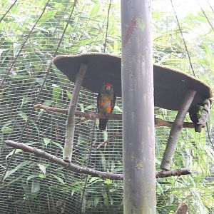 Orange-crowned parrots
