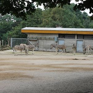 Plain zebra enclosure