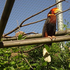 Rufous hornbill, September 2016