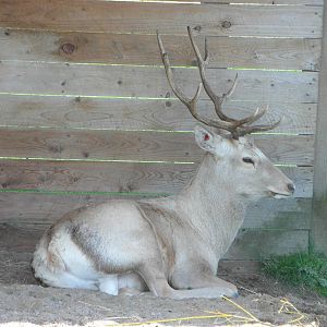 Bukhara Deer