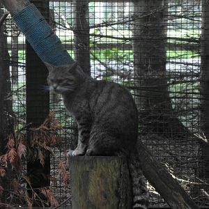 Scottish Wildcat