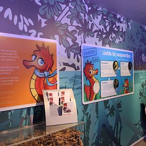 Sea horse information