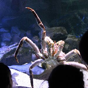 Giant spider crab