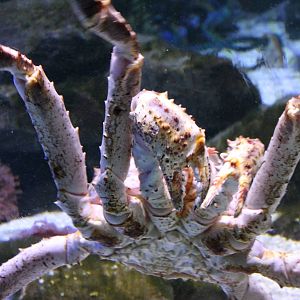 Giant spider crab
