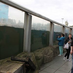 Underwater viewing Seals and Sea lions