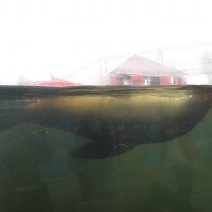 Californian sea lion