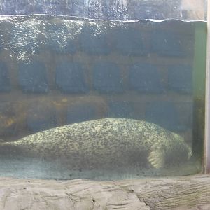 Harbour seal