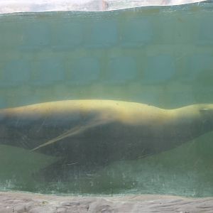Californian sea lion