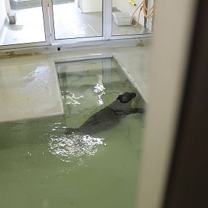 Seal in the hospital