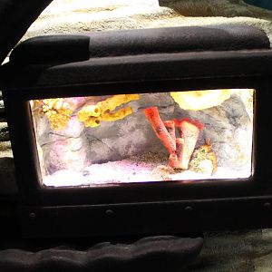 Enclosure Tropical hermite crab