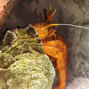 Tropical hermite crab