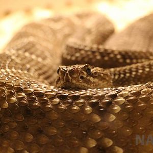 Tropical rattlesnake - Mendoza Serpentarium  ('Centro Anaconda'), Apri