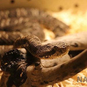 Patagonian lancehead - Mendoza Serpentarium  ('Centro Anaconda'), April 201
