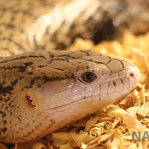 Blue-tongued skink - Mendoza Serpentarium  ('Centro Anaconda'), April 2016