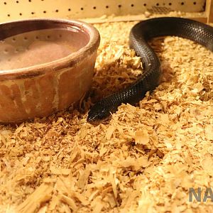 Musurana - Mendoza Serpentarium  ('Centro Anaconda'), April 2016