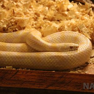 Albino jungle corn snake (an intergeneric hybrid) - Mendoza Serpentarium  (