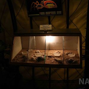 Tarantula enclosures - Mendoza Serpentarium  ('Centro Anaconda'), April 201