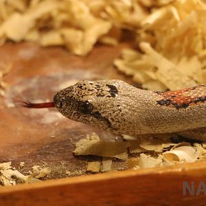 Gray-banded kingsnake - Mendoza Serpentarium ('Centro Anaconda'), April 201