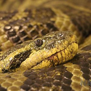 (Yellow?) anaconda - Mendoza Serpentarium ('Centro Anaconda'), April 2016