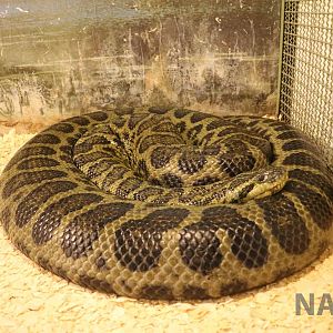 (Yellow?) anaconda - Mendoza Serpentarium ('Centro Anaconda'), April 2016