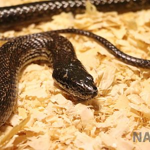 'Philodryas trilineatus' [sic]- Mendoza Serpentarium ('Centro Anaconda'), A