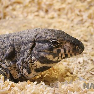 Black-and-white tegu - Mendoza Serpentarium ('Centro Anaconda'), April 2016