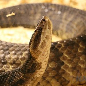 Cottonmouth - Mendoza Serpentarium ('Centro Anaconda'), April 2016.