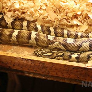 Jungle corn snake (an intergeneric hybrid) - Mendoza Serpentarium ('Centro