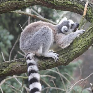 Ring-tailed lemur
