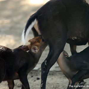 Black muntjac nursing two fawns