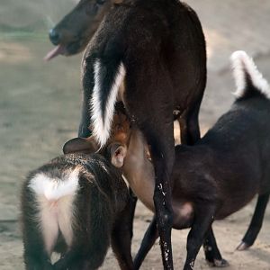 Black muntjac nursing two fawns