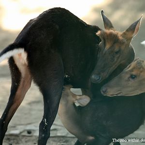 Black muntjac nursing