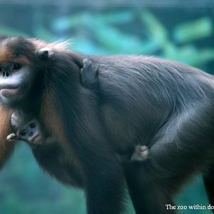 Guizhou snub-nosed monkey and her baby