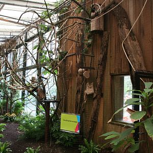 Golden-headed lion tamarin exhibit
