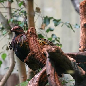 Nicobar pigeon