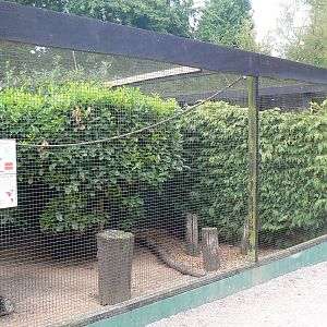 View of Burrowing Owl and Blue Eared Pheasant Aviary - 17 September 2016